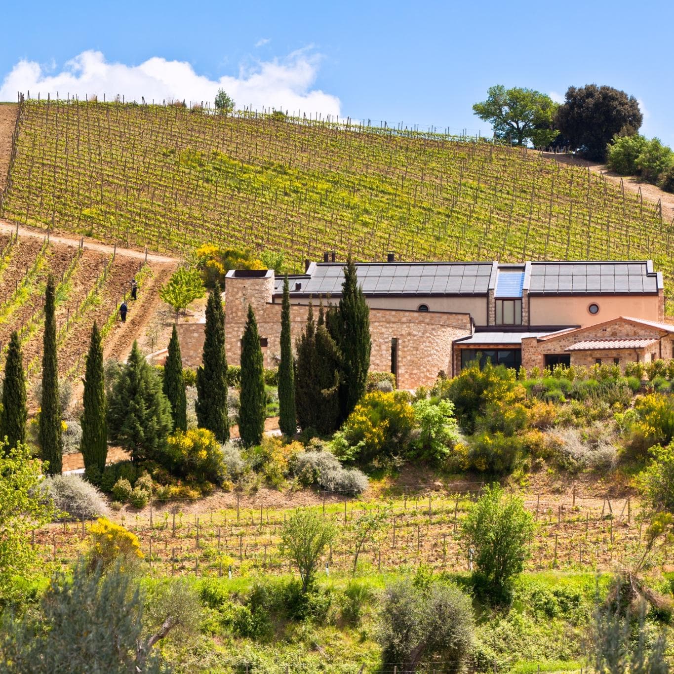 Residenze di lusso immerse tra i vigneti