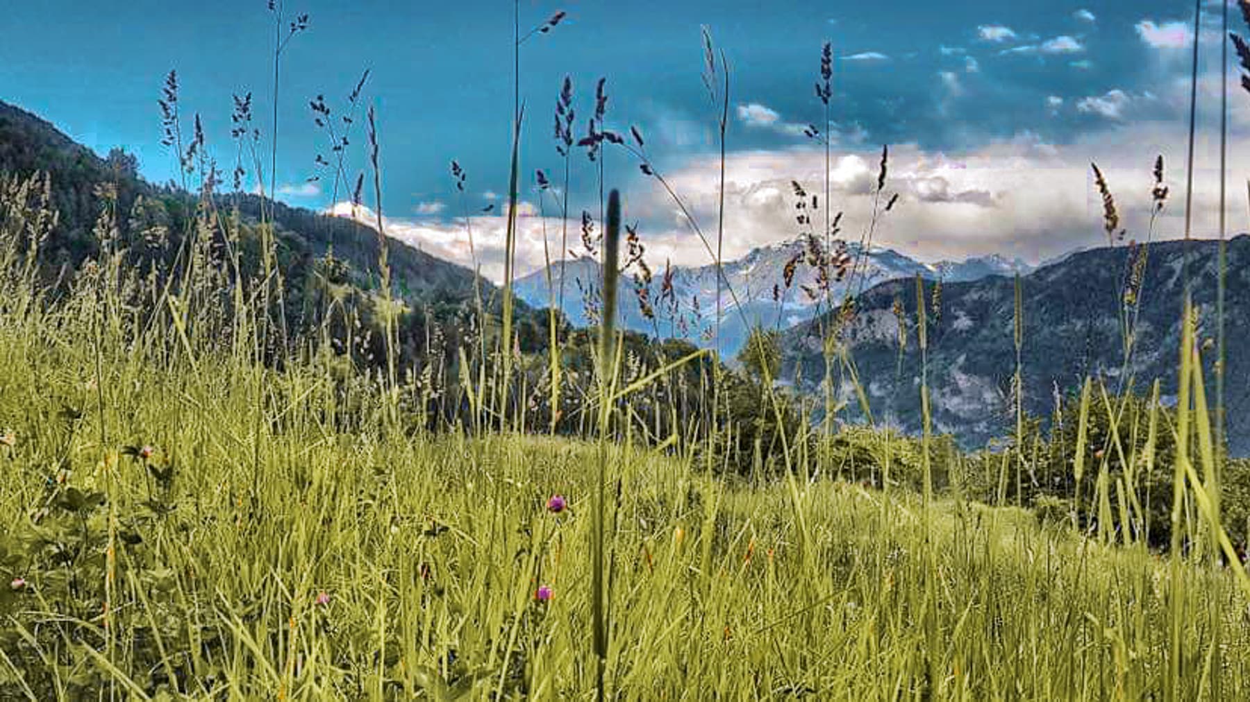 Big Image 25