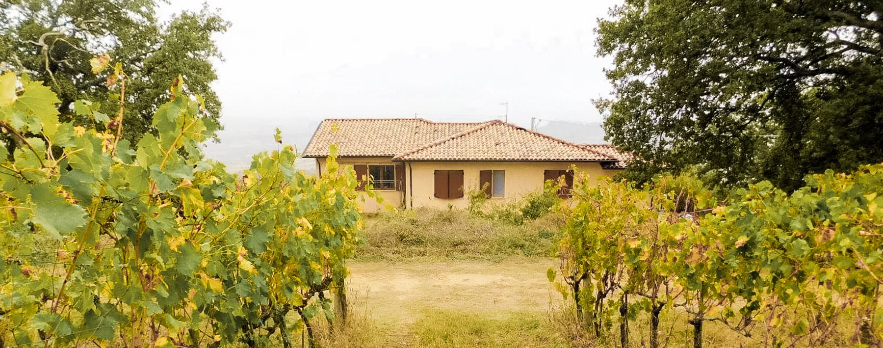 Organic Wine Farm in Manciano, Tuscany