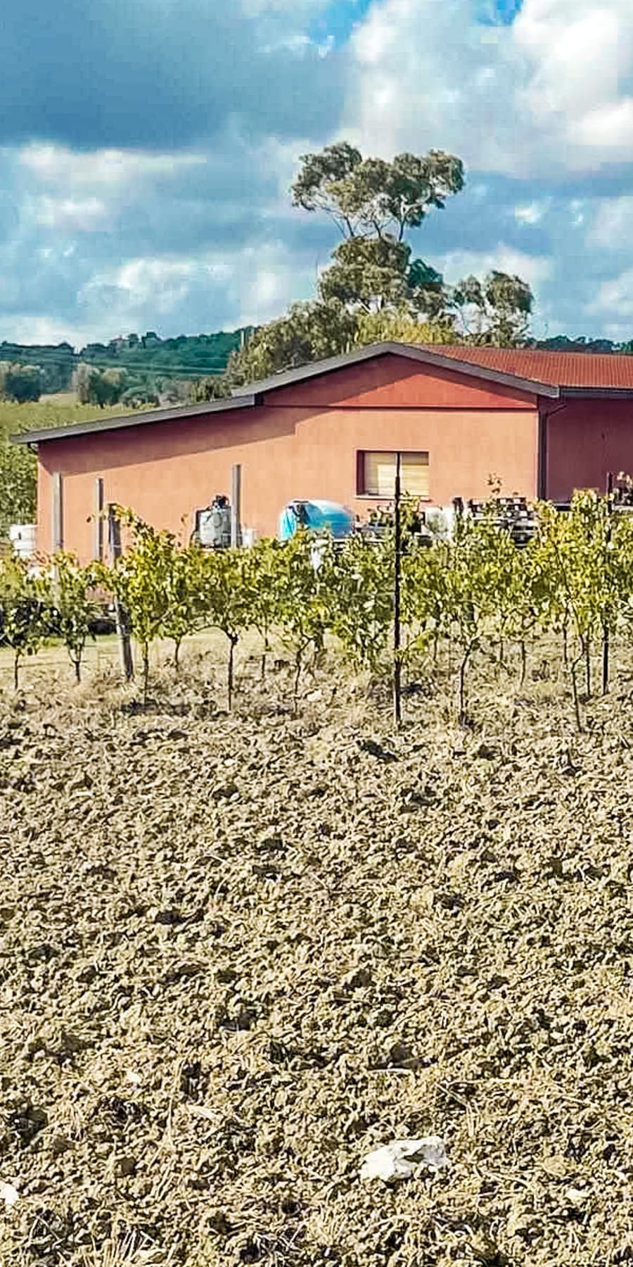 Organic Farm with Vineyard in Scansano, Tuscany