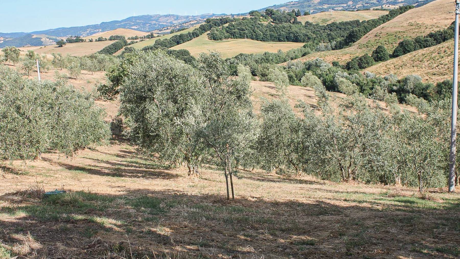 Big Image 9