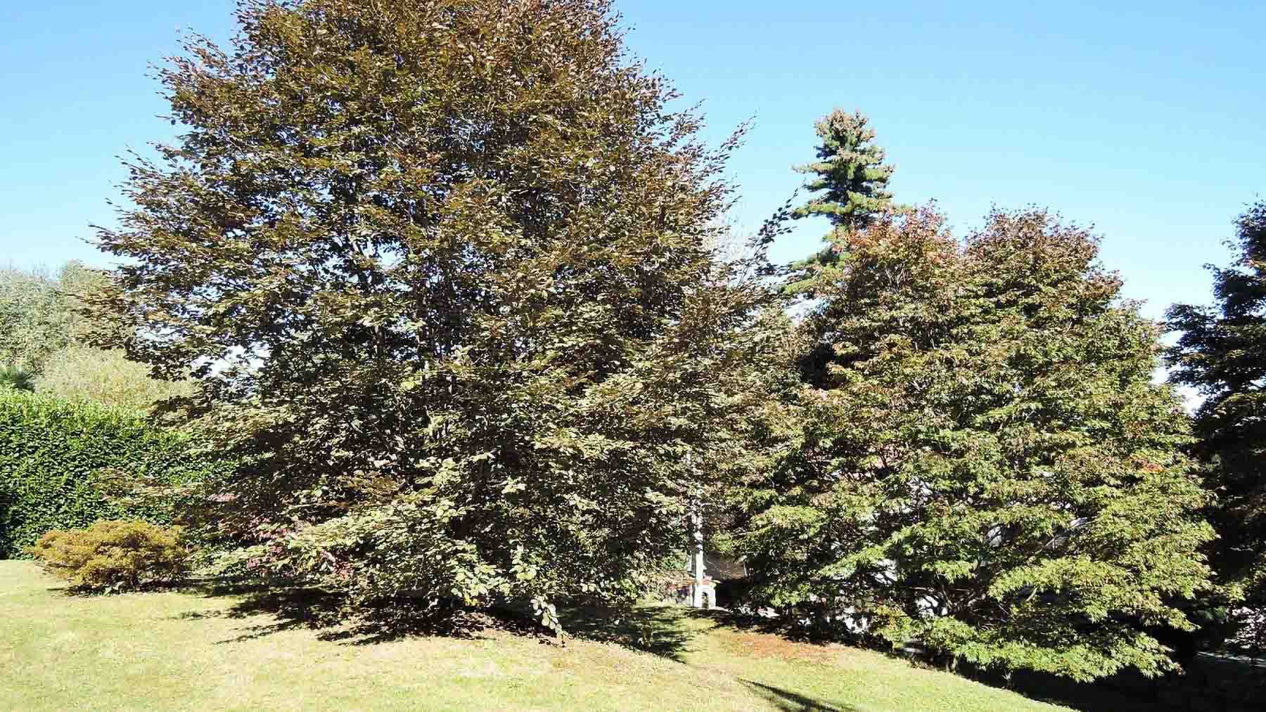 Big Image 7