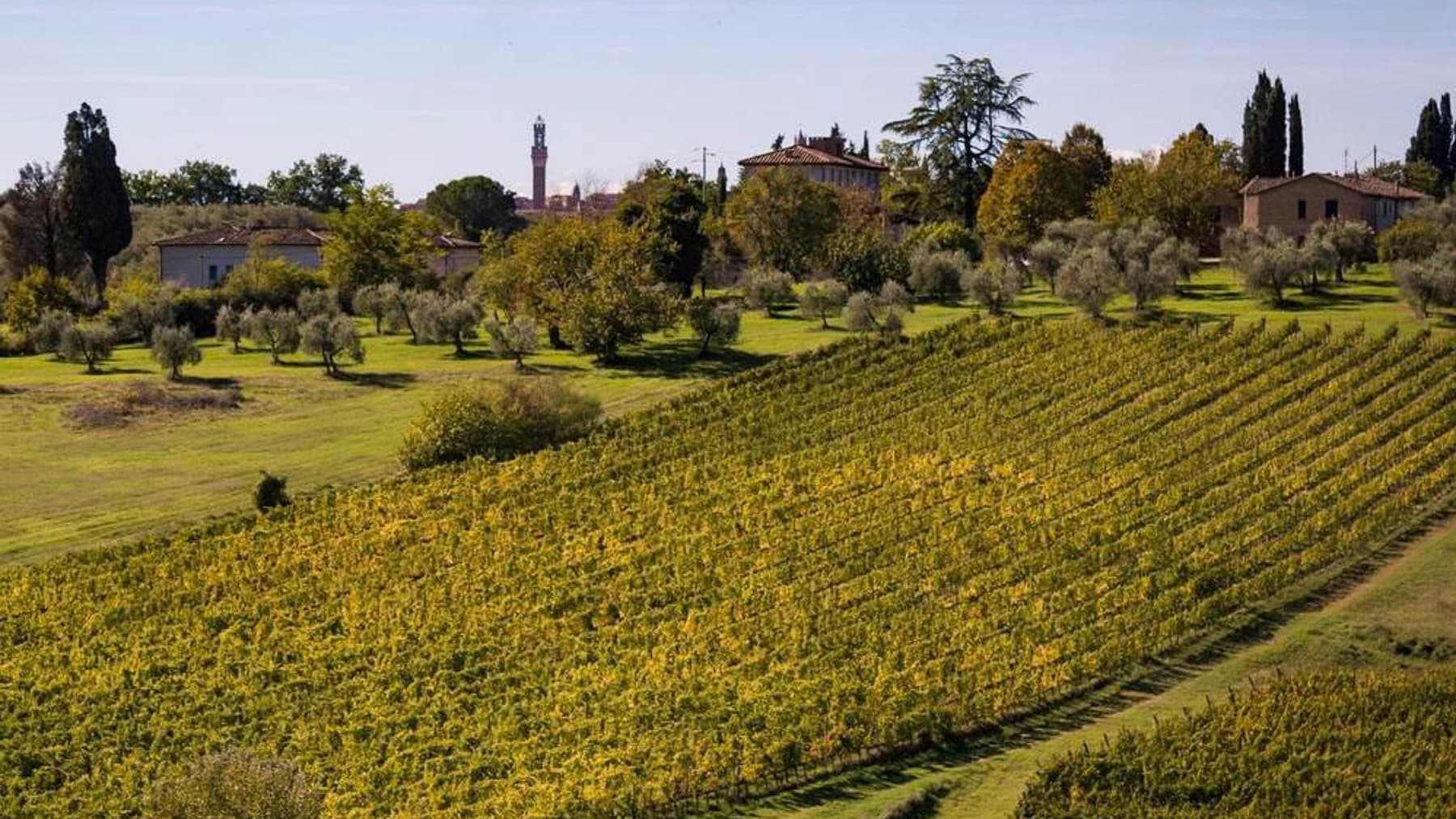 Azienda Agricola in Toscana, Montefioralle con Vigneto