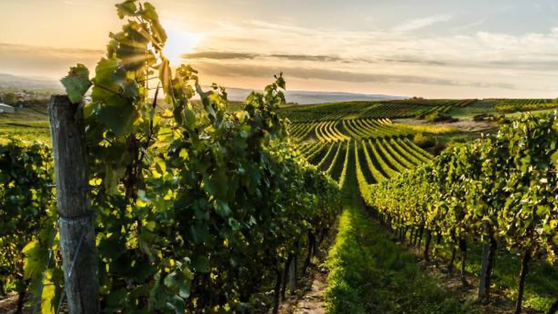 Azienda Agricola in Toscana, Montefioralle con Vigneto