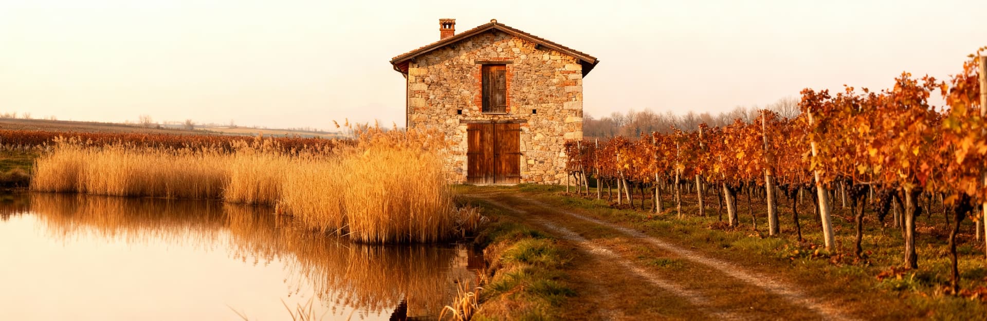 Countryside properties for sale in Novara, featuring historic farmhouses amidst rice paddies and vineyards.