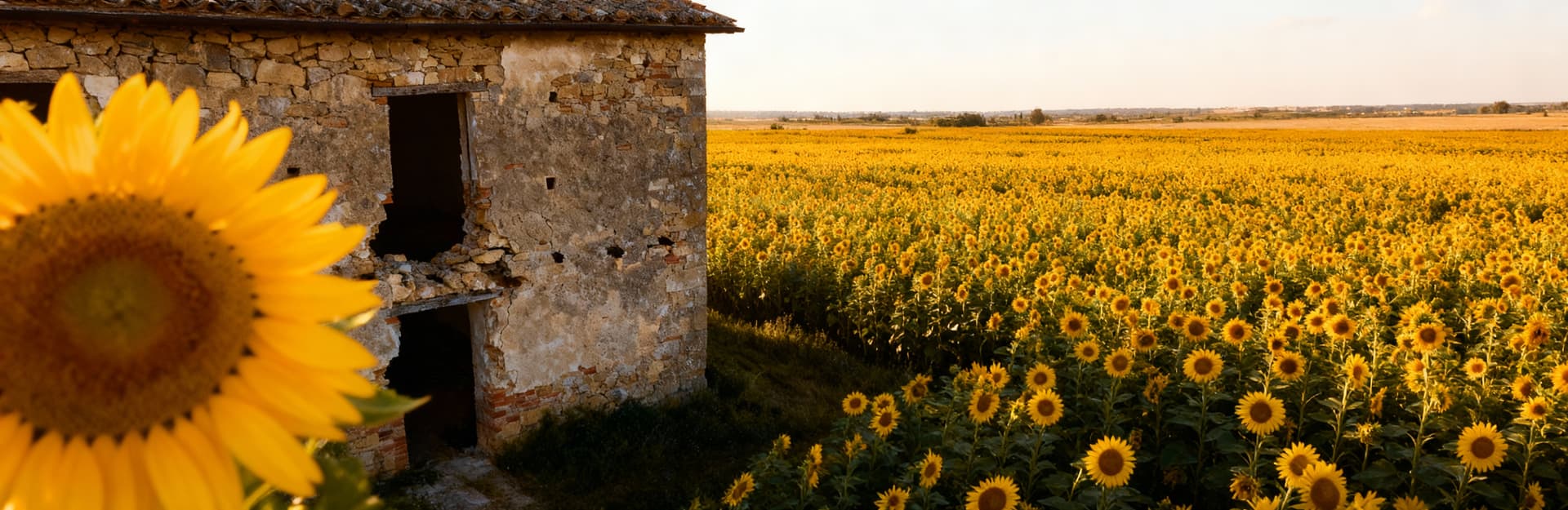 Siena Tuscany countryside apartments for sale, featuring lush hills, vineyards, and historic architecture near the city center.