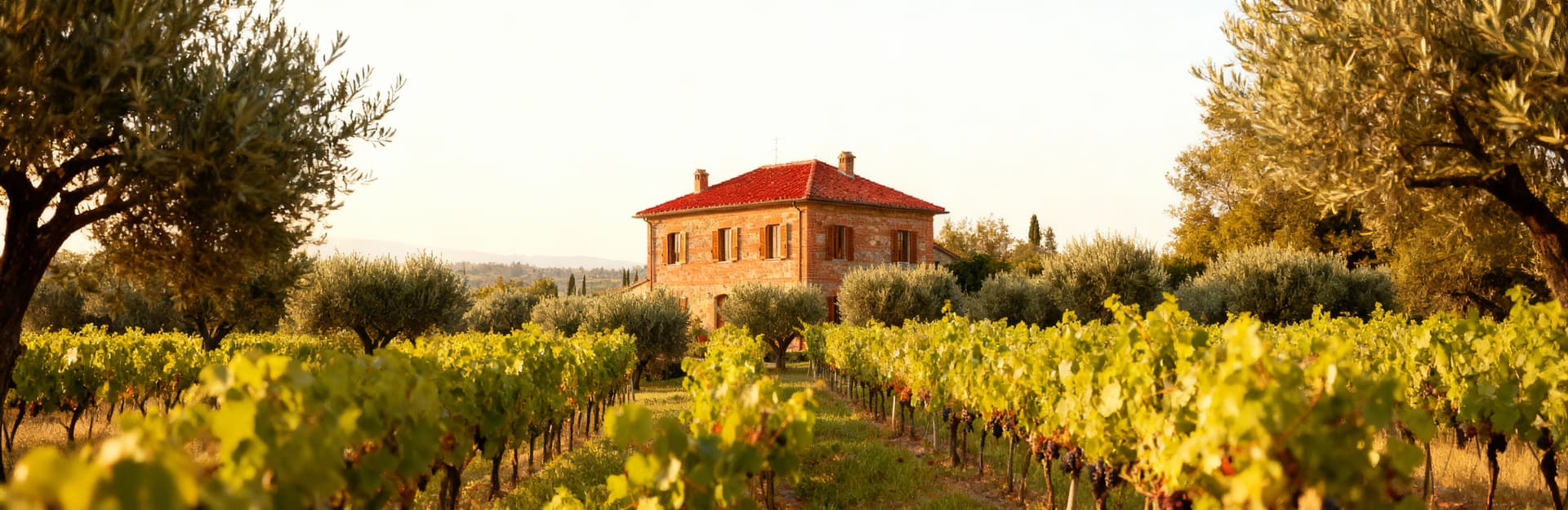 Semi-detached houses for sale in the Tuscan countryside of Florence, surrounded by vineyards and olive groves.