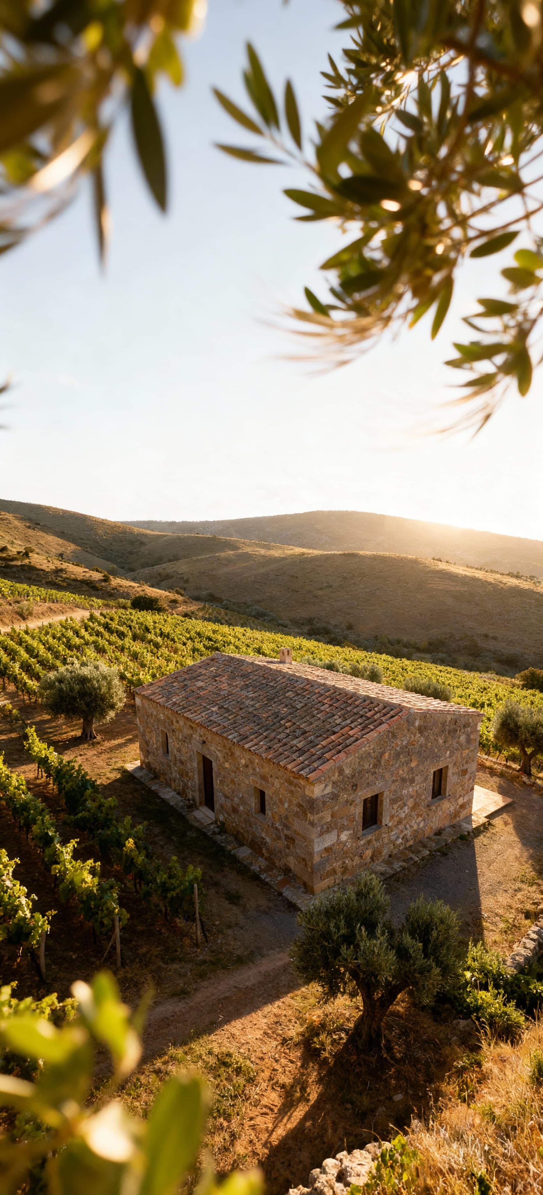 Rustico in Sardegna tra colline, vigneti e uliveti, con pareti in pietra e tetto in tegole, illuminato dal sole mattutino.
