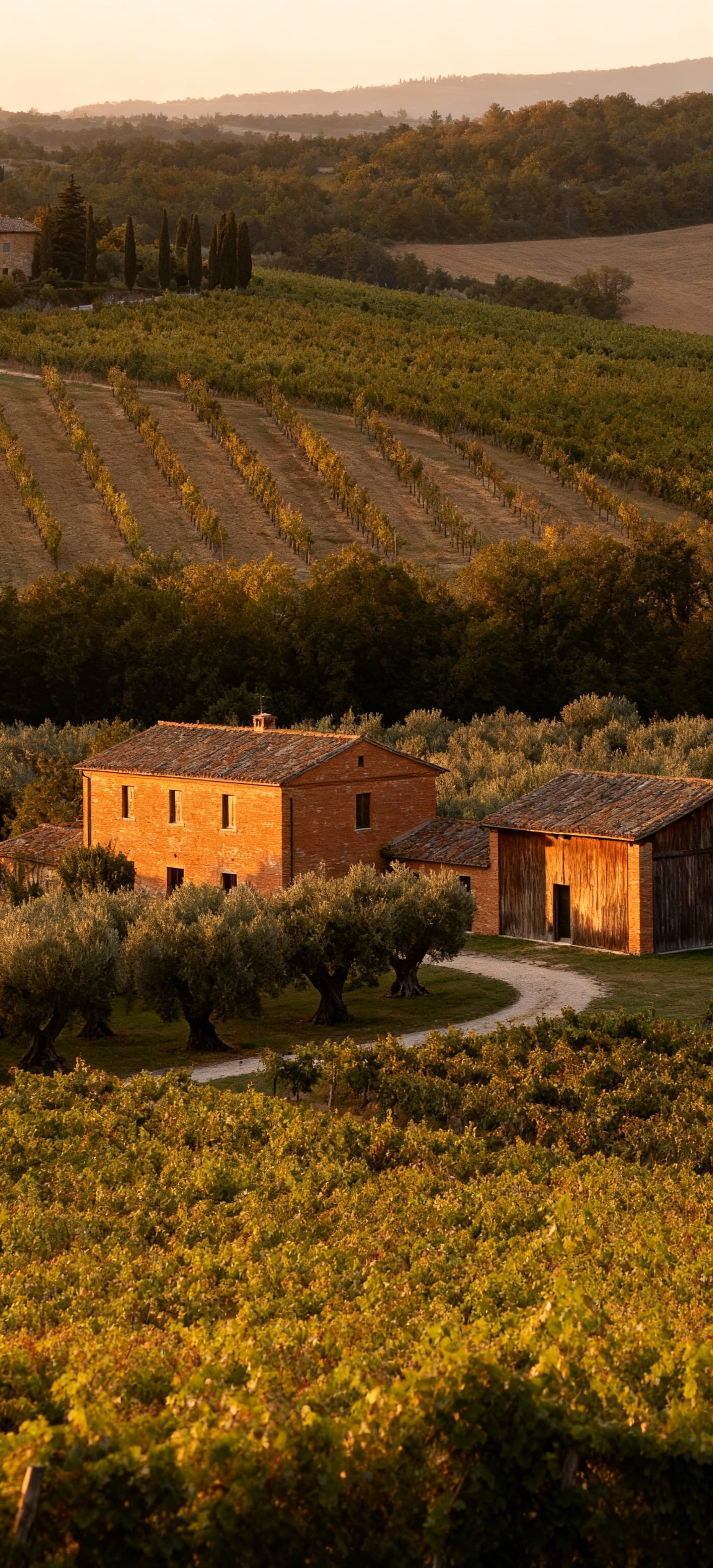 Farm properties for sale in Perugia, showcasing Umbrian countryside with vineyards and ancient olive groves, ideal for agritourism.