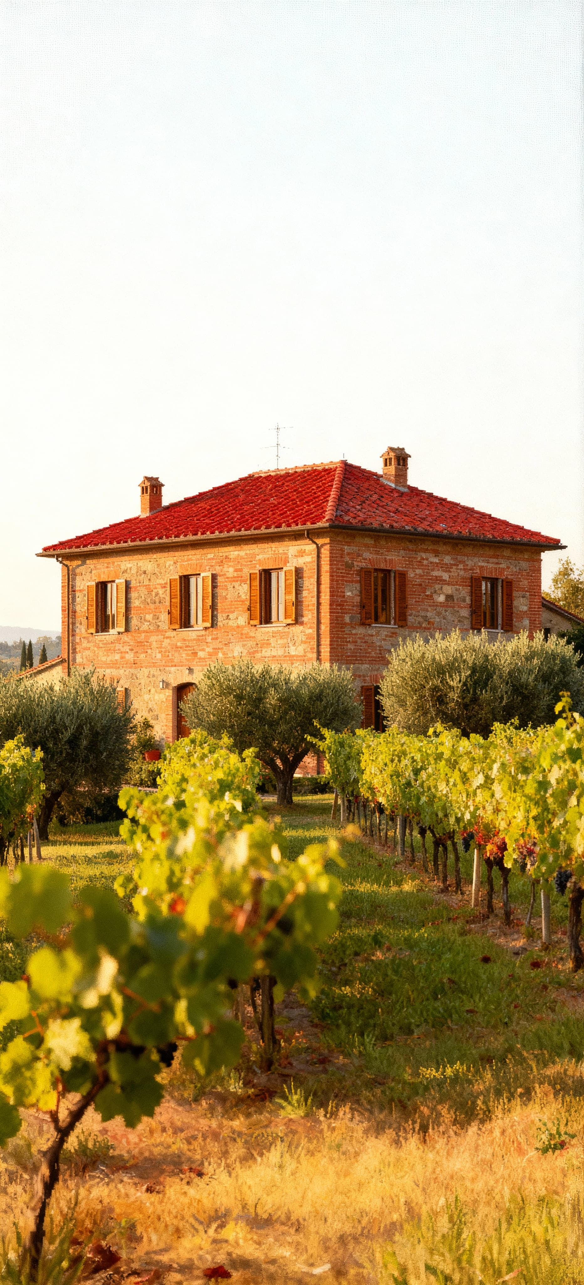 Semi-detached houses for sale in the Tuscan countryside of Florence, surrounded by vineyards and olive groves.