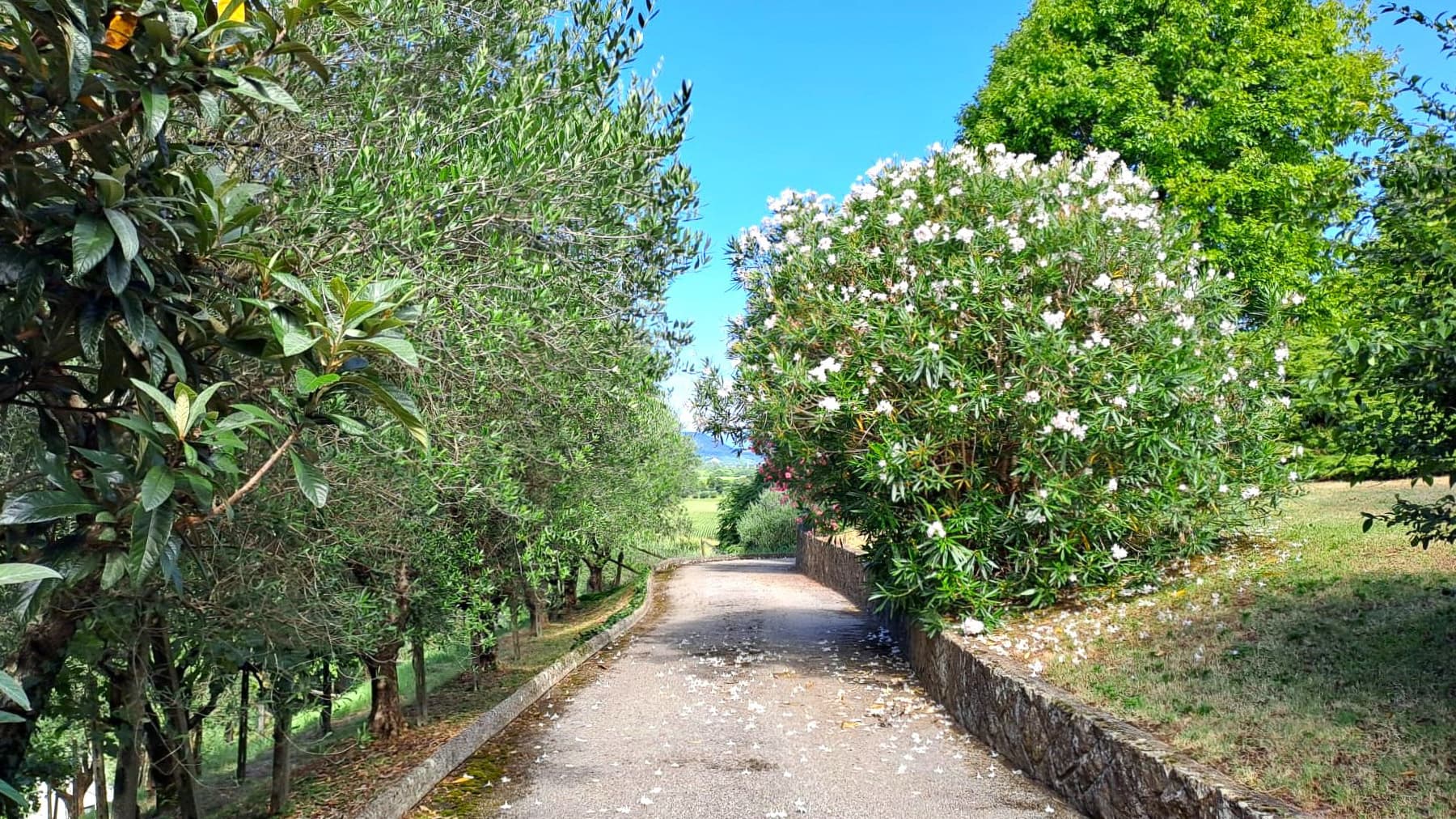 Villa panoramica con giardino a Montegalda