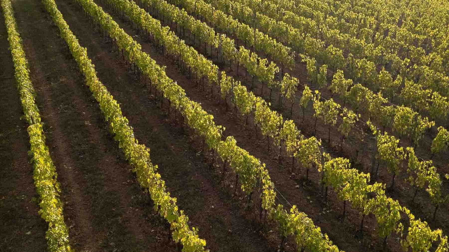 Charming Castle in Chianti, Tuscany's Heartland