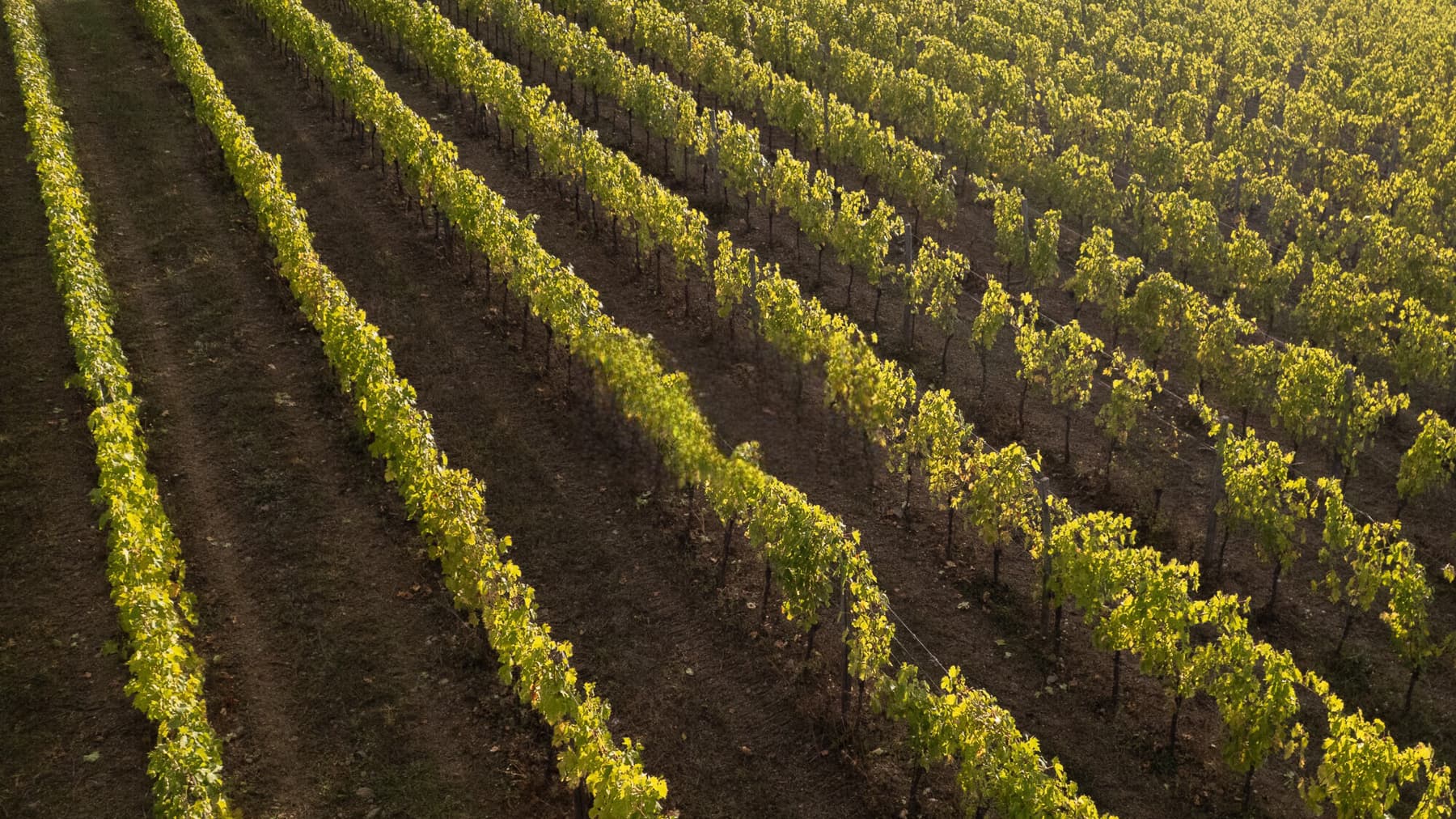 Historic Wine Estate in Tuscany's Chianti Classico