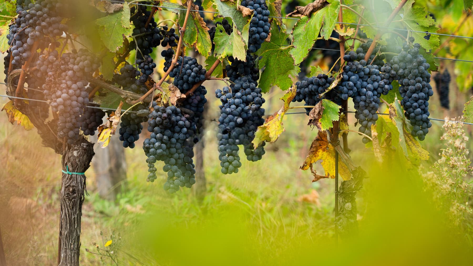 Historic Wine Estate in Tuscany's Chianti Classico